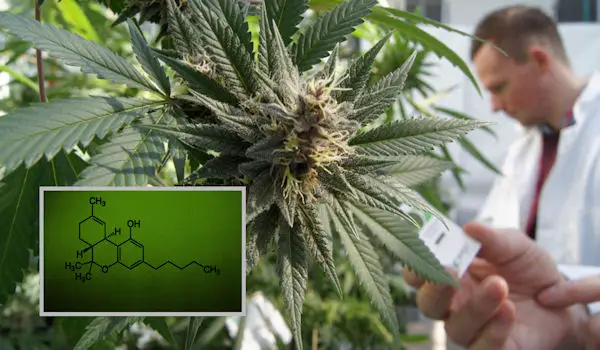 Cannabidiol CBD The Cat’s Out of the Bag