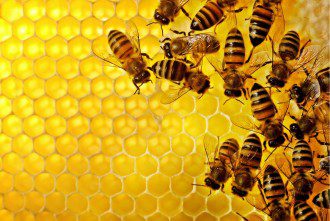 Honeybees Pick Up an Alarming Number of Pesticides from Non-Crop Plants, Purdue Researchers Find