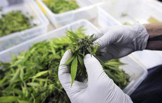 Report Shows DEA Deliberately Blocked Beneficial Science to Perpetuate War on Cannabis
