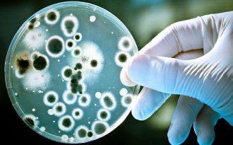 The-Plant-that-Stops-Antibiotic-Resistant-Bacteria