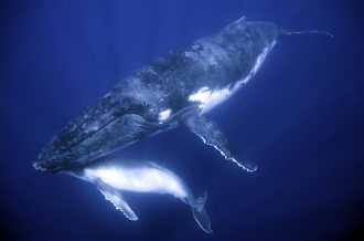 another-u-s-territory-grab-marine-area-twice-size-of-texas-now-under-federal-government-control-whales