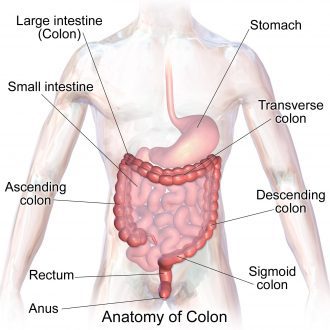 Human Anatomy Bowel Large Intestine Wikipedia The Free Encyclopedia