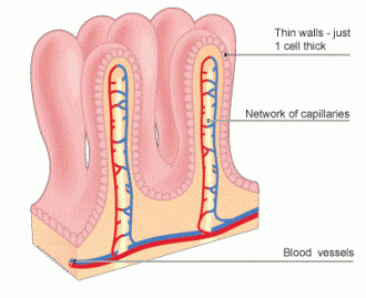 why-a-healthy-gut-is-essential-to-your-wellbeing-and-how-to-restore-it-figure-3-villi-cross-section