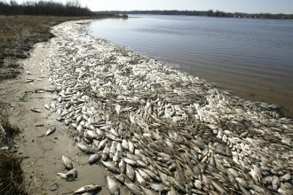 dead-fish1