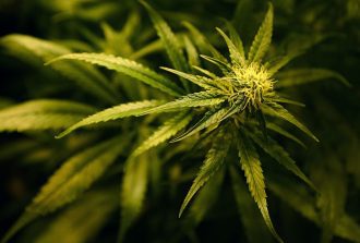 Cannabis