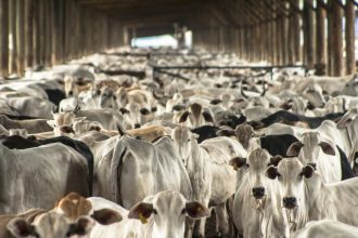 how-the-u-s-department-of-agriculture-is-destroying-our-health-and-environment-2