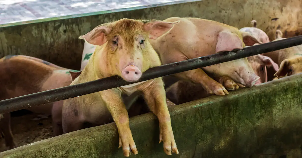 How Animal Agriculture is Contributing to Planetary Environmental Collapse