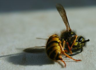 deadbee