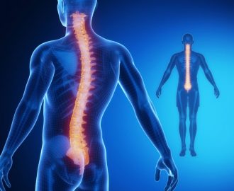 spinal-cord
