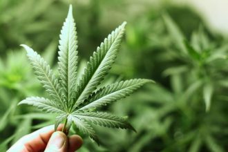 debunked-10-myths-about-marijuana-that-no-one-should-believe-and-why