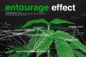 debunked-myths-marijuana-7-chemicals-entourage-effect