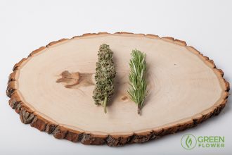 how-cannabis-treats-asthma-alpha-pinene