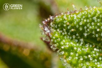 how-cannabis-treats-asthma-cannabinoids-crystals