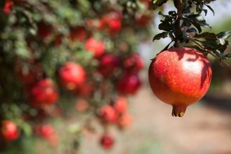 pomegranate
