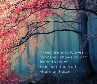Speak to the Trees - The Voice of Nature - A Spiritual Perspective 1