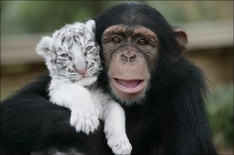 5 Lessons From The Animal Kingdom - 2