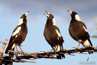 5 Lessons From The Animal Kingdom - Magpies