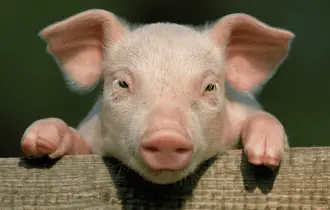FrankenSwine - Genetic Scientists Create Human-Pig GMO
