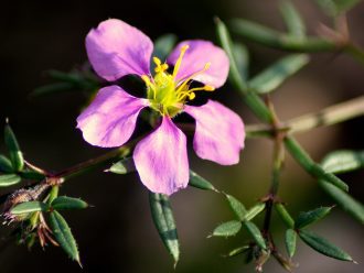 Herbal Tea Has Rare Ability To Kill Cancer Cells Without Damaging Other Cells - Fagonia cretica