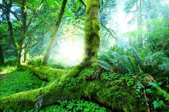 Pulling from the Source - An Amazonian Healing Story 4