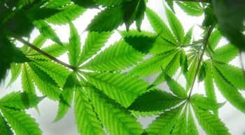 8 Cannabis Facts That Defy the Stereotypes