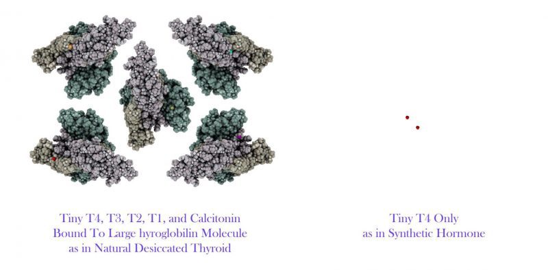 Black Seed May Treat Hypothyroidism (Hashimoto's Disease), Clinical Trial Reveals - Natural vs synthetic T4