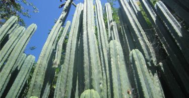 Huachuma Visionary Cactus